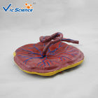 Professional Human Anatomical Model Medical Placental Model Attached To Umbilical Cord VIC-323